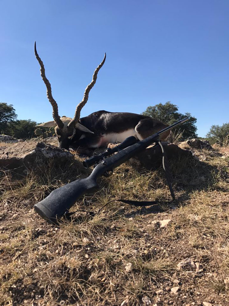 Infinity Outfitters has Black buck Deer with long antlers in Texas