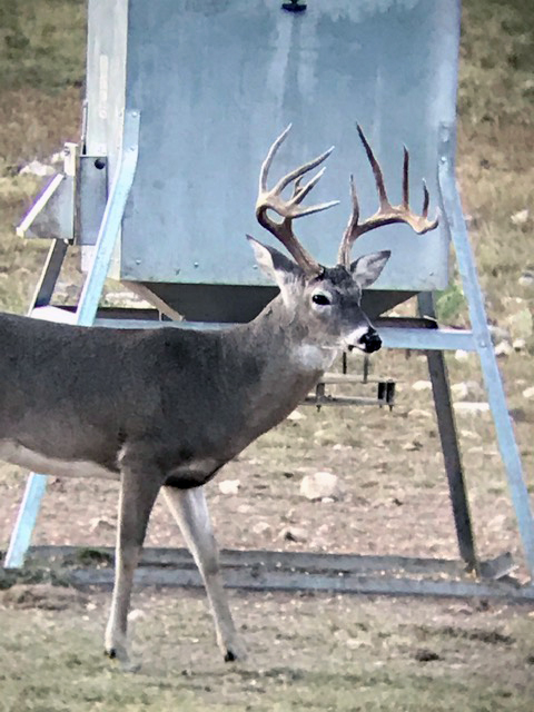 Deer by feeder at Infinity Outfitters Ranch